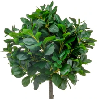 Bloom Premium Bay Tree - Image 2