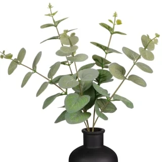 B&M Eucalyptus In Black Pot - Image 2